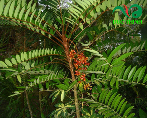 cây mật nhân - Image 2