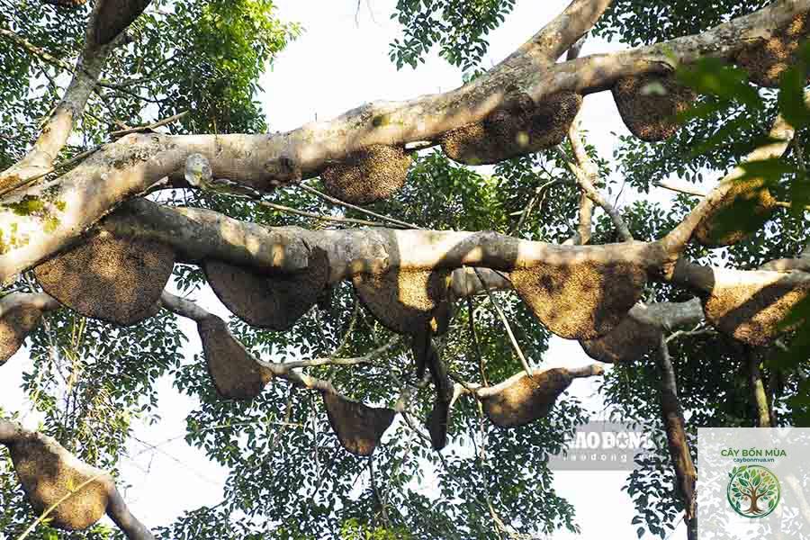 cây mật ong - Image 2