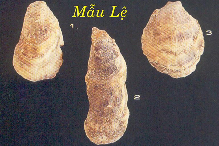 cây mẫu lệ