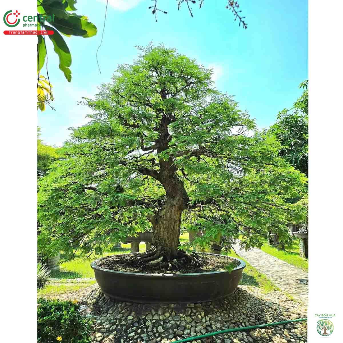 cây me Ấn Độ - Image 2