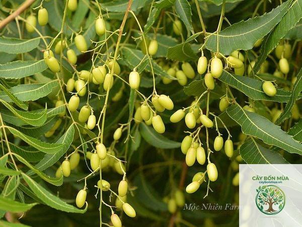 cây me Ấn Độ