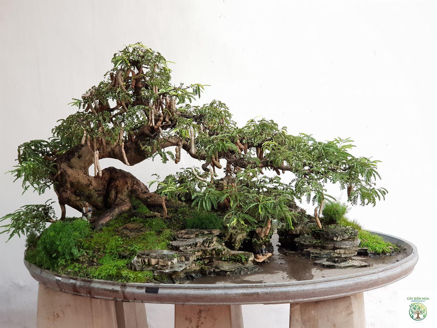 cây me bonsai - Image 2