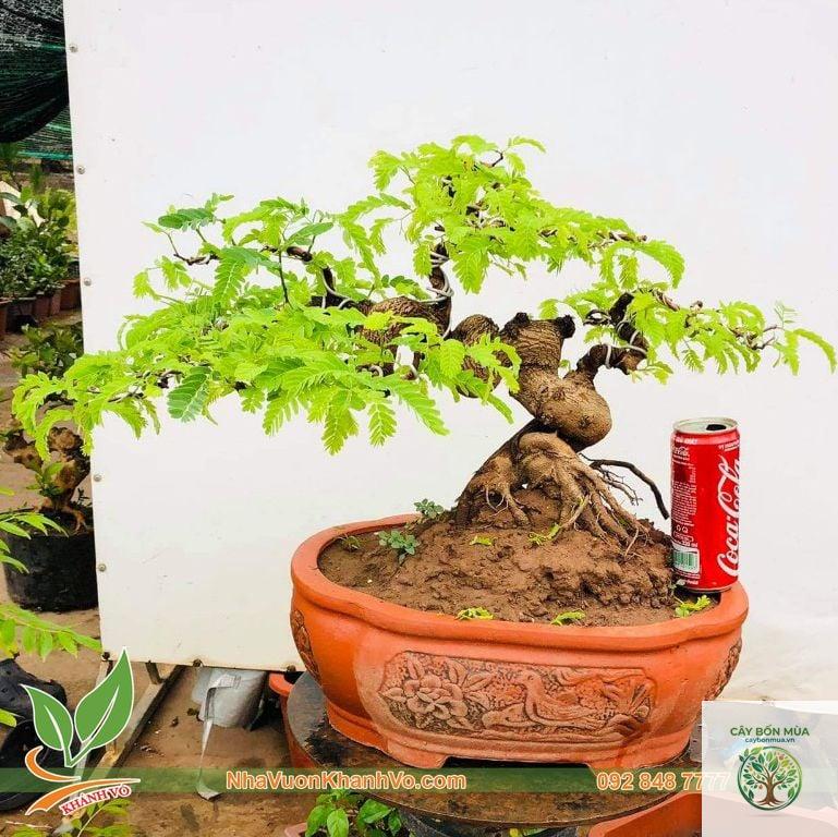 cây me bonsai - Image 3