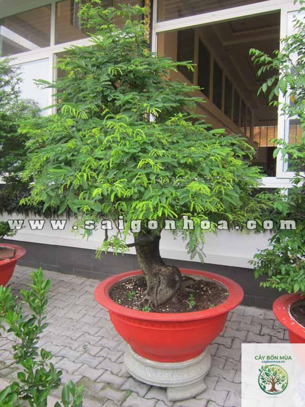 cây me bonsai - Image 4