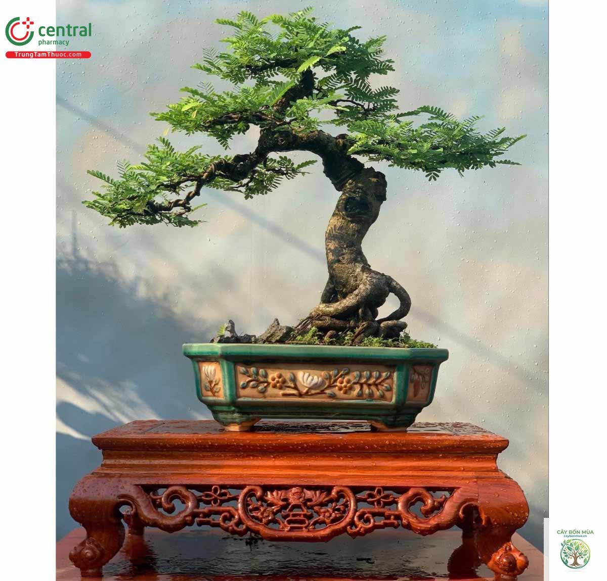 cây me bonsai - Image 5