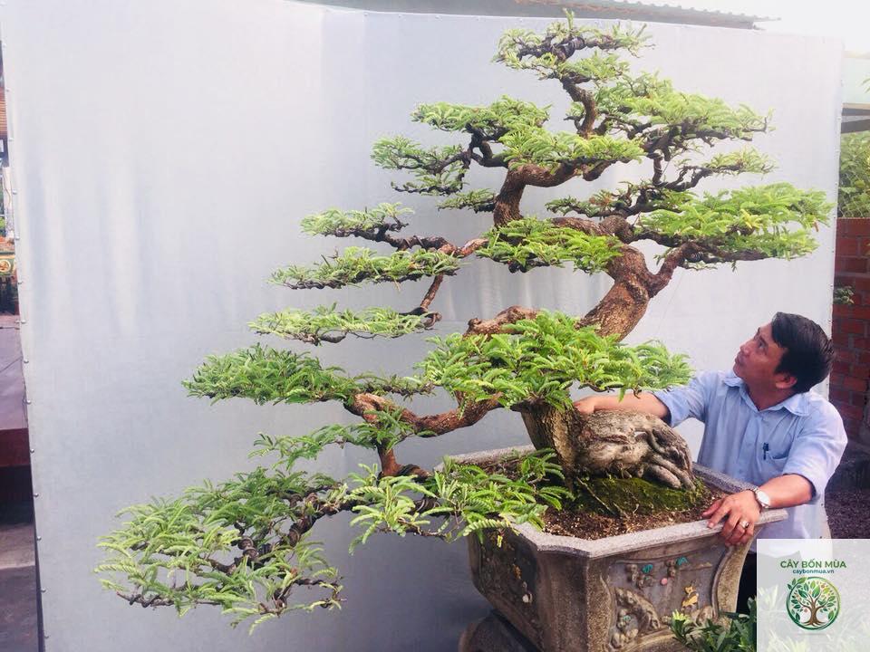 cây me bonsai