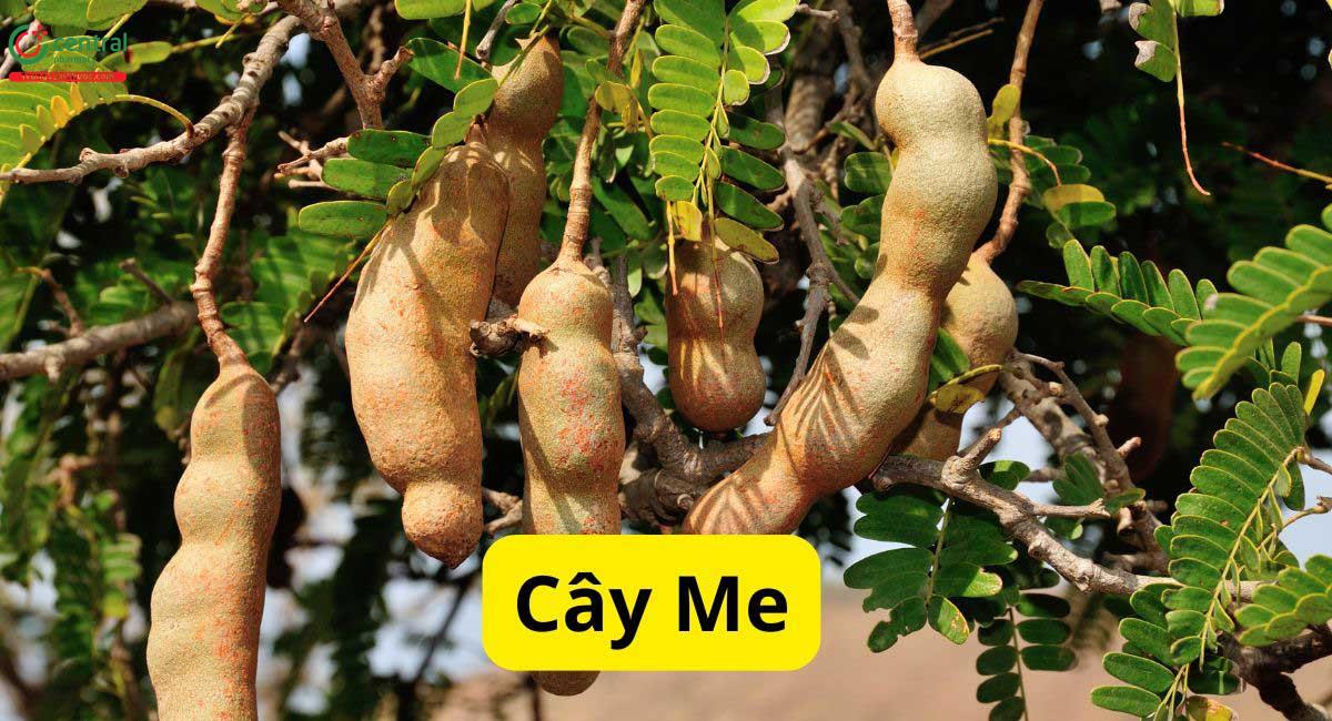 cây me chua - Image 4