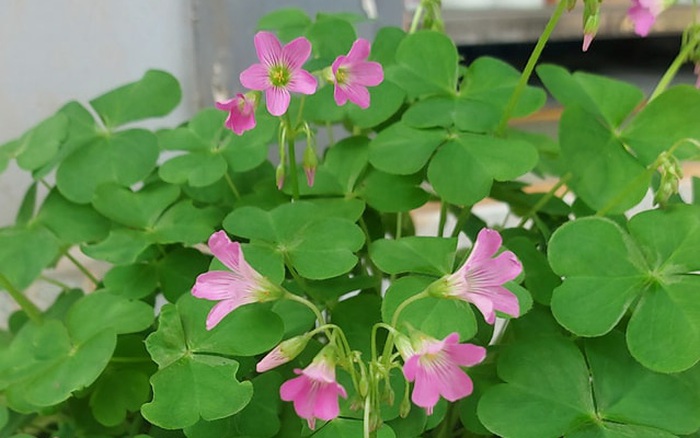cây me đất - Image 5