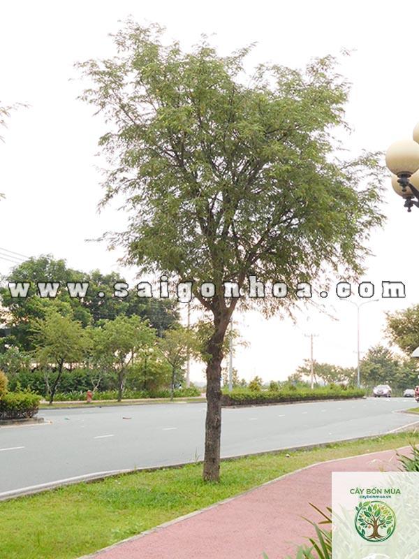cây me đường