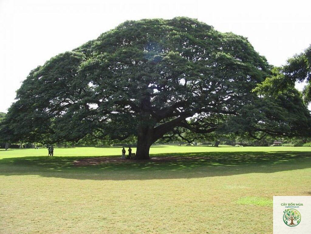 cây me khổng lồ