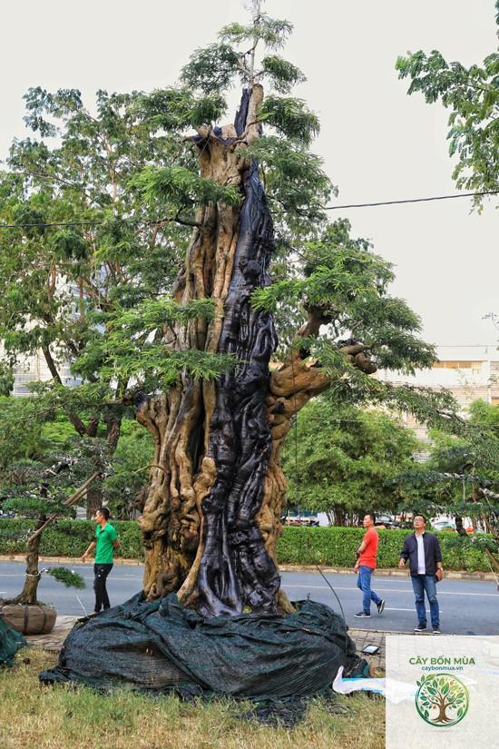 cây me khổng lồ - Image 2