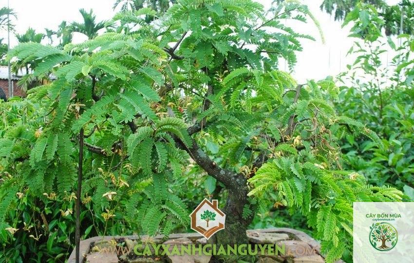 cây me ngọt - Image 2