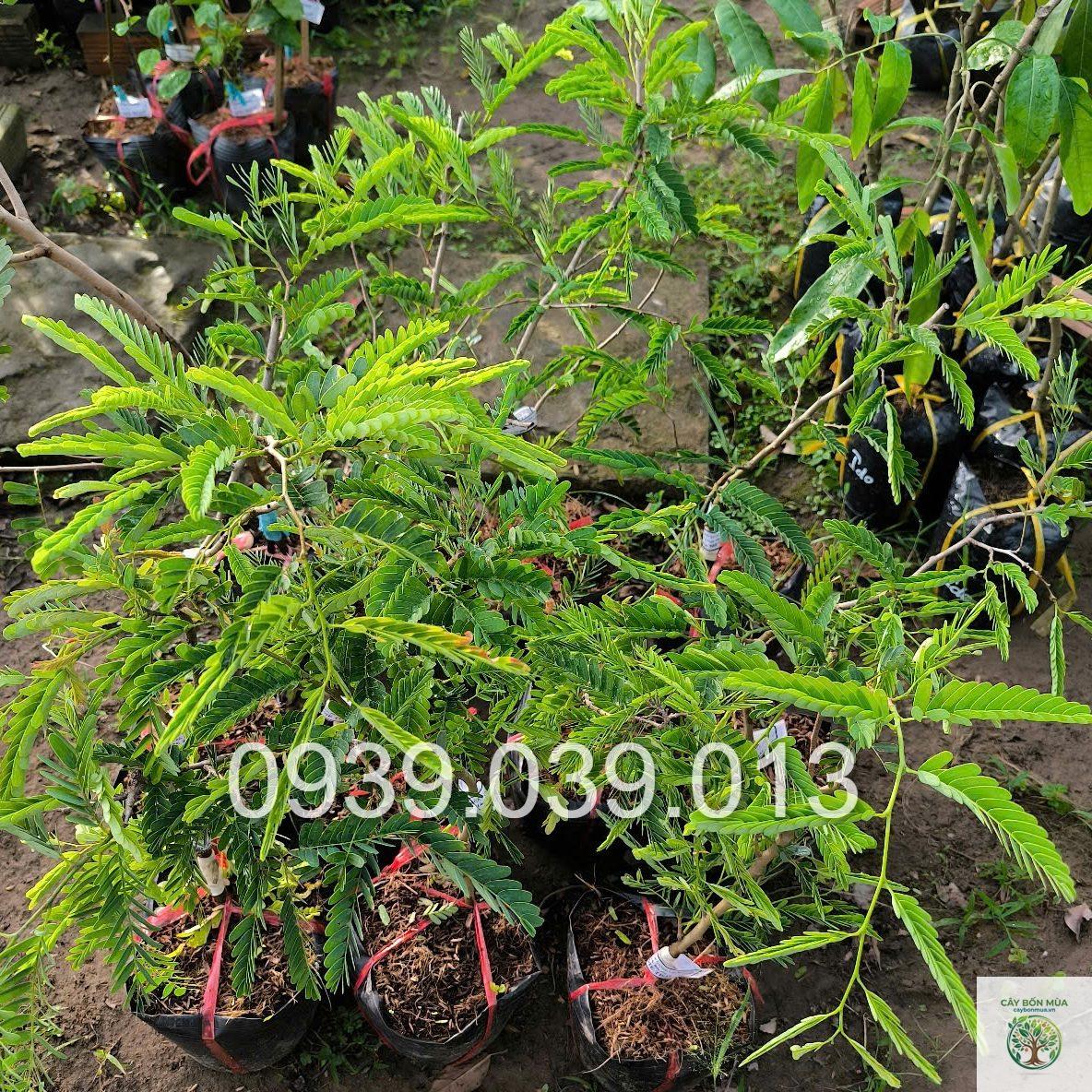 cây me ngọt Thái - Image 3
