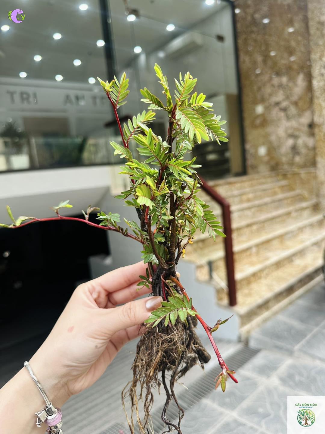cây me nước - Image 2