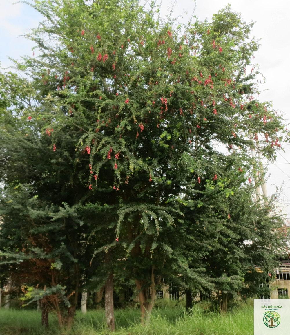 cây me nước - Image 4