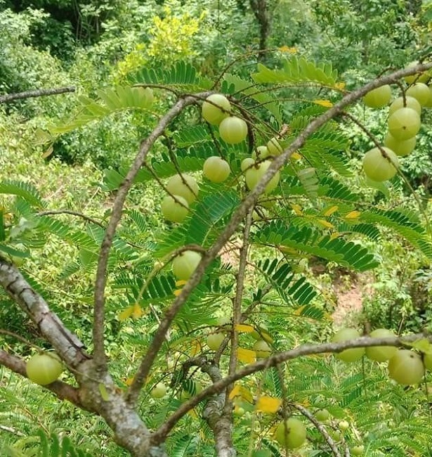 cây me rừng - Image 2