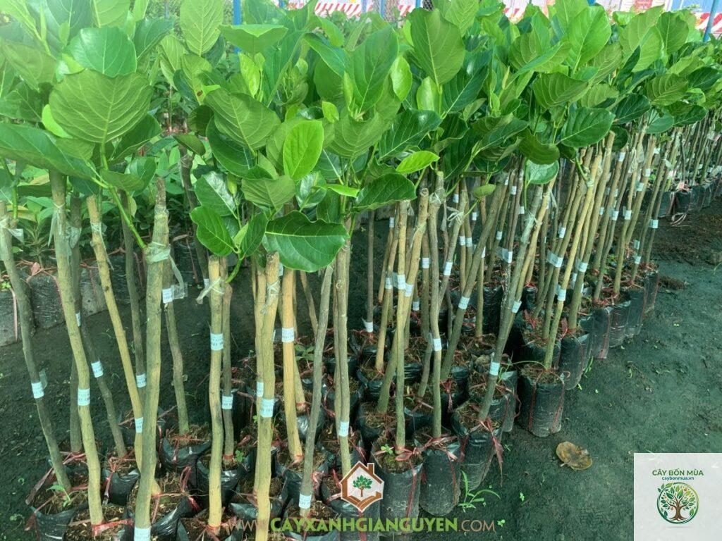 cây mít Malaysia
