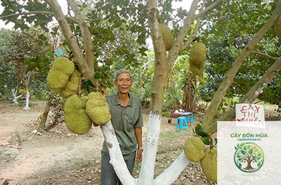 cây mít không hạt - Image 2