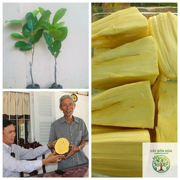 cây mít không hạt
