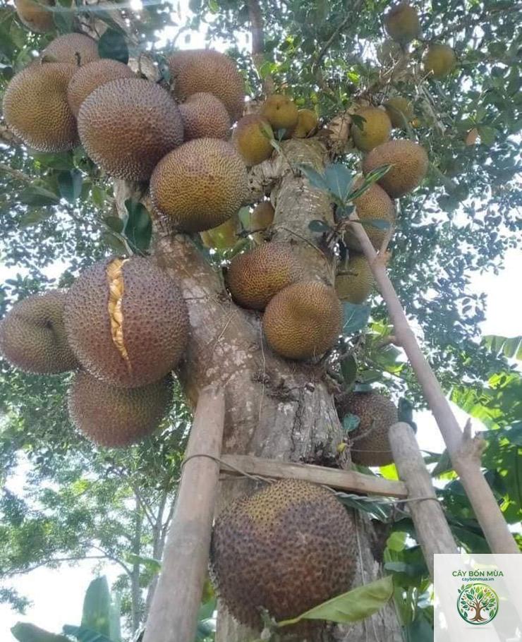 cây mít mật - Image 2