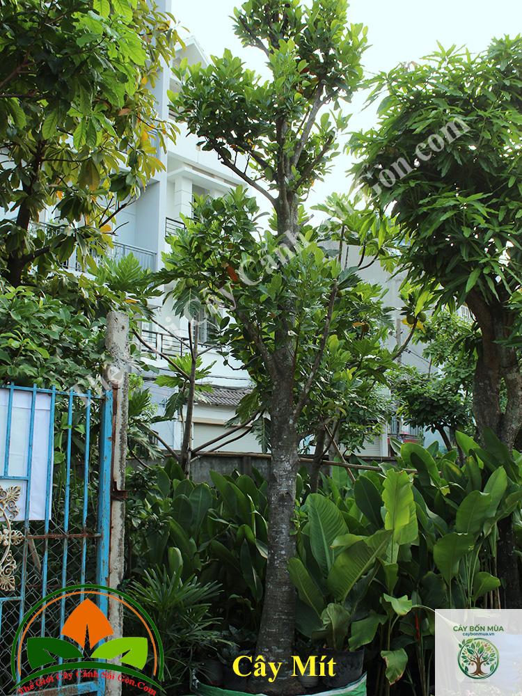 cây mít mật - Image 4