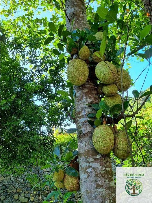 cây mít mật