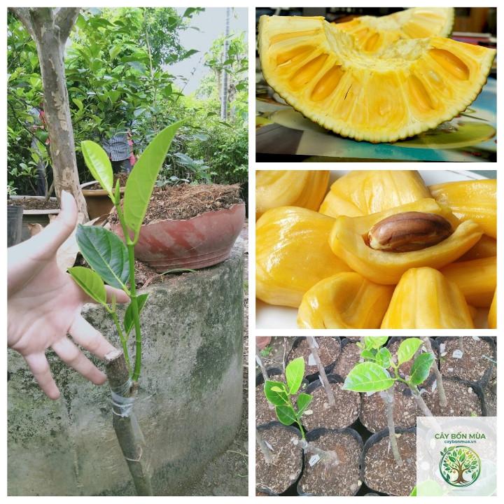 cây mít nghệ - Image 3