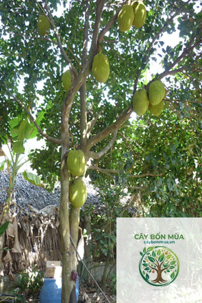 cây mít nghệ - Image 5