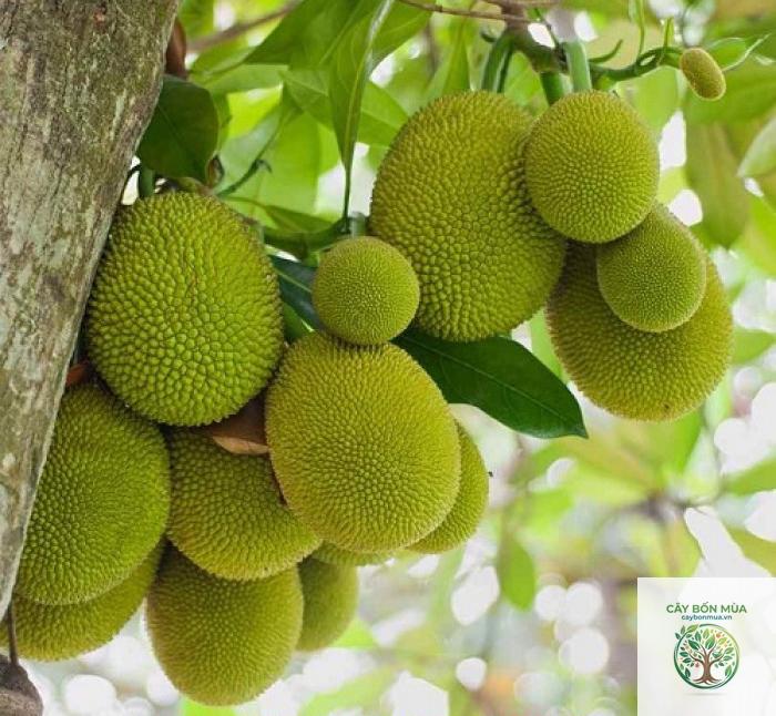 cây mít nghệ