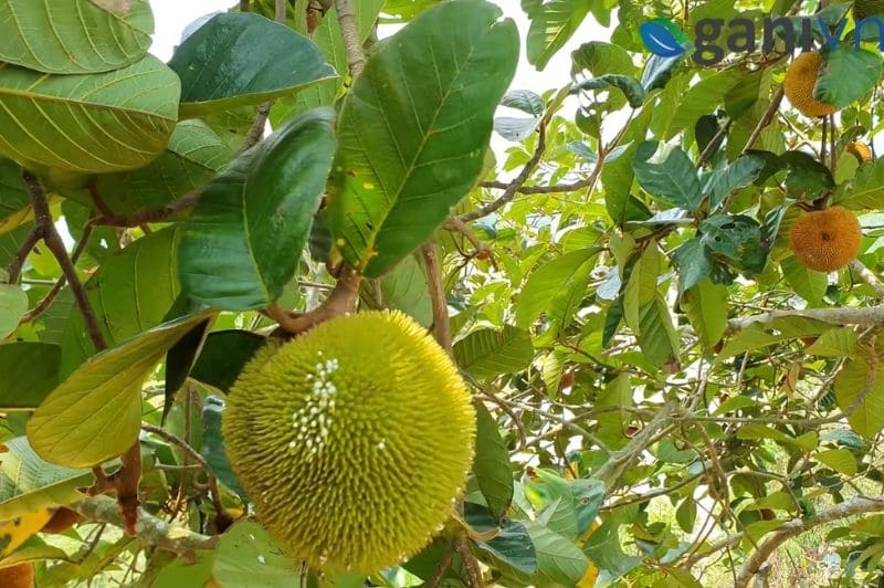 cây mít rừng - Image 2