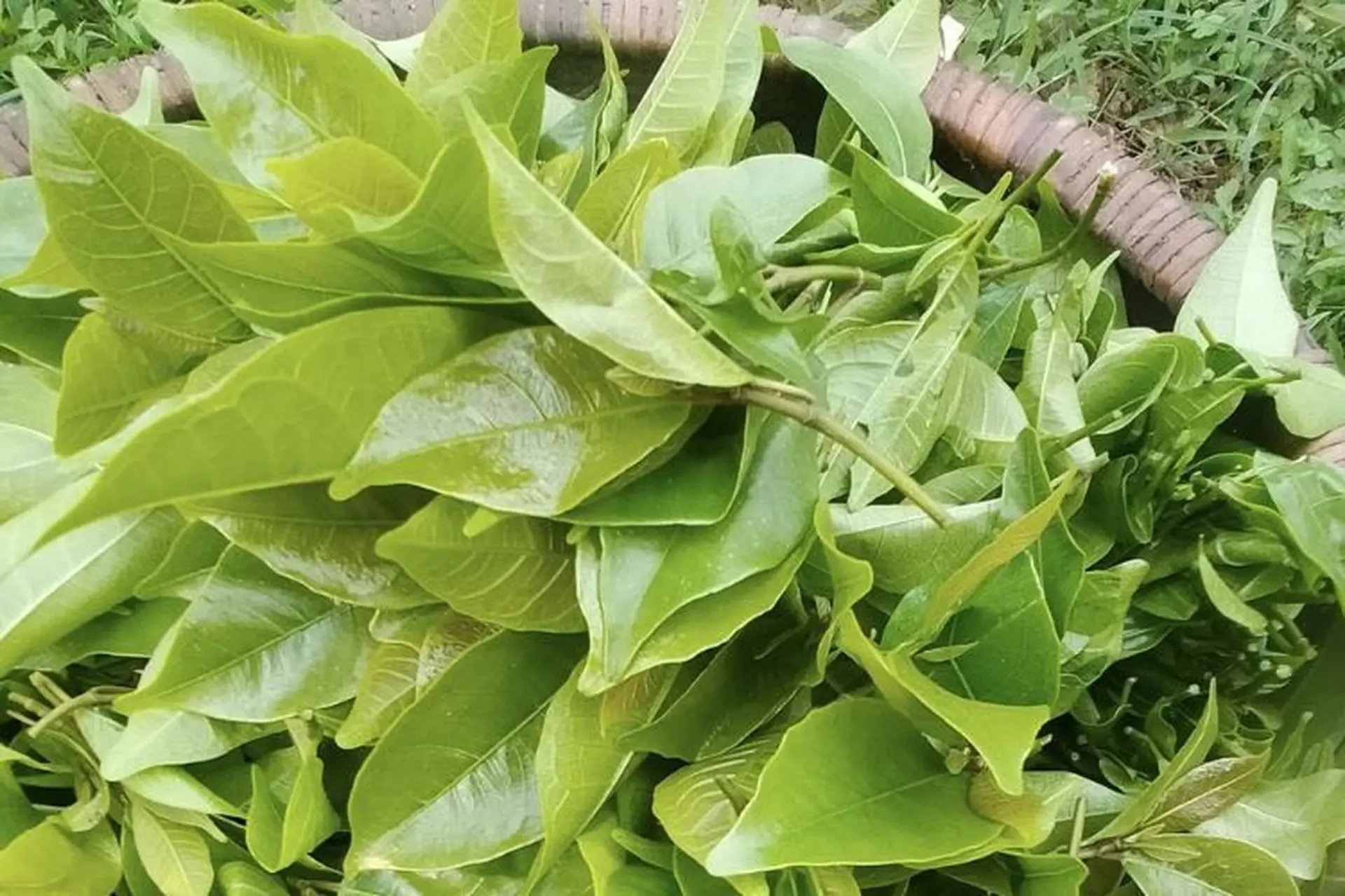 cây mít rừng - Image 3