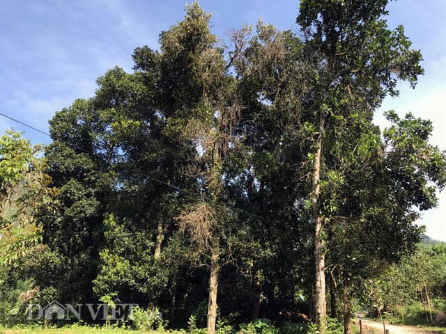 cây mít rừng - Image 4