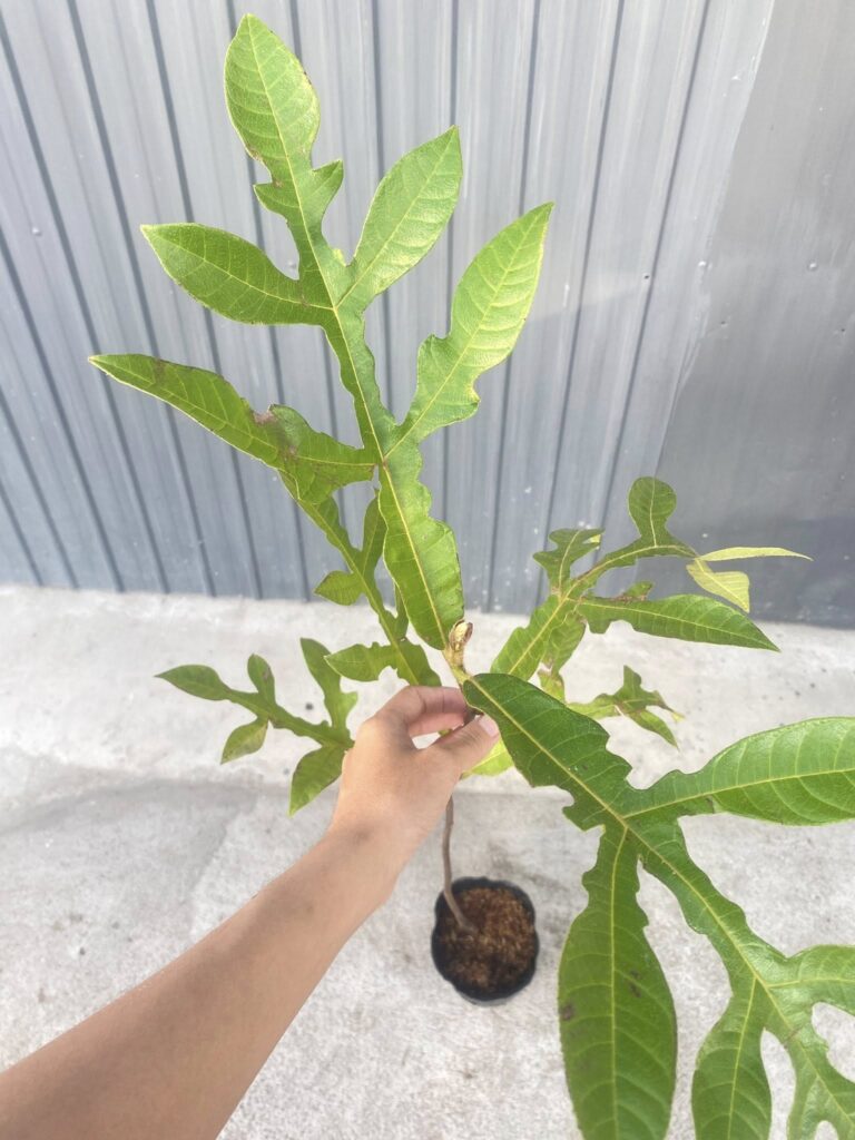 cây mít rừng