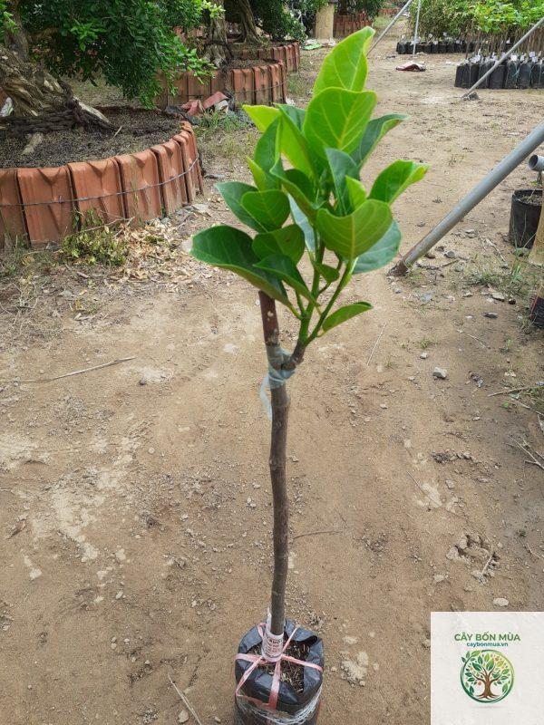cây mít ruột đỏ - Image 2