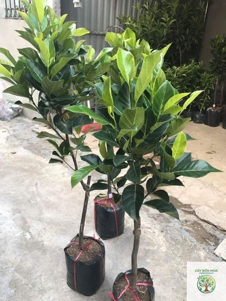 cây mít ruột đỏ - Image 5