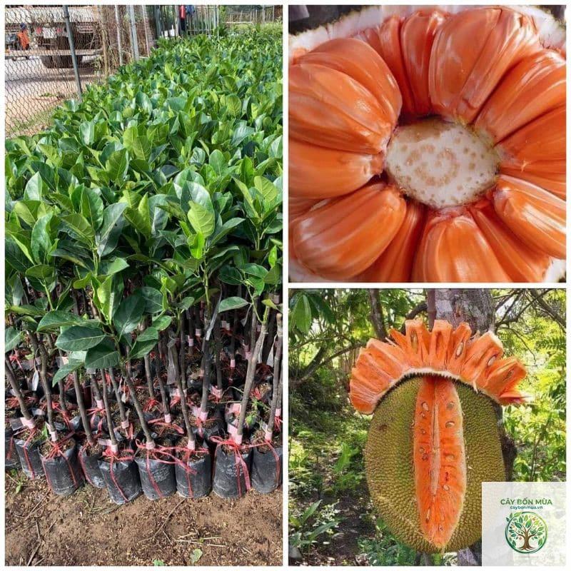 cây mít ruột đỏ