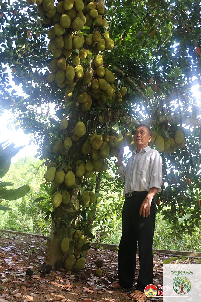 cây mít tố nữ - Image 2