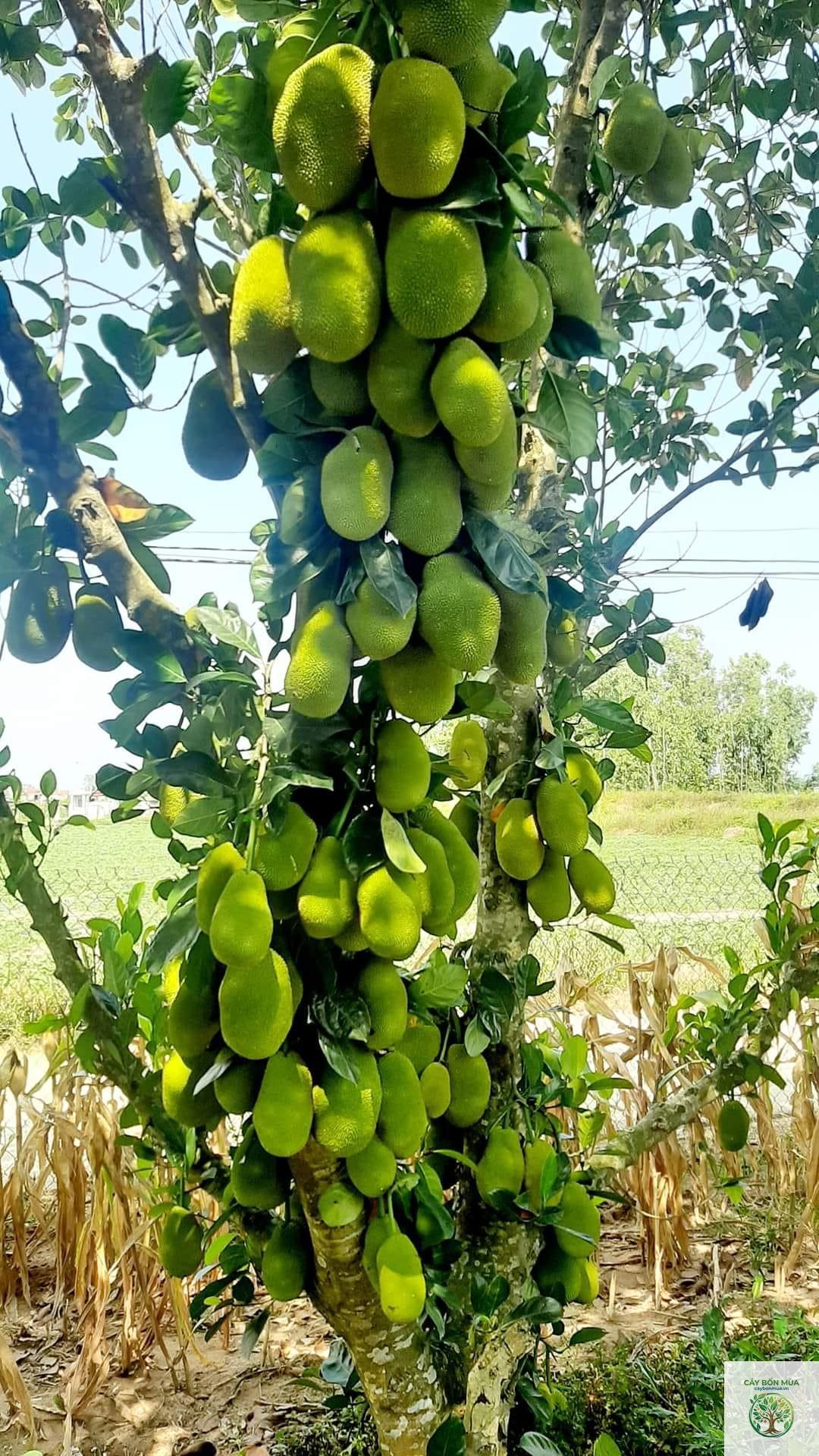 cây mít tố nữ - Image 3