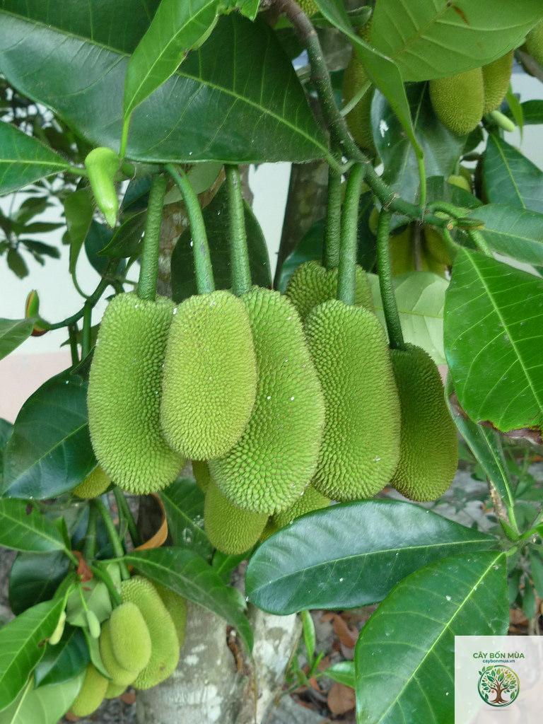 cây mít tố nữ - Image 5