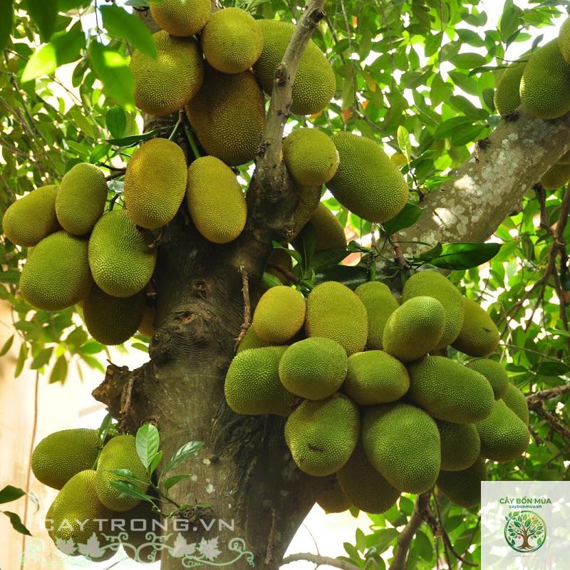 cây mít tố nữ