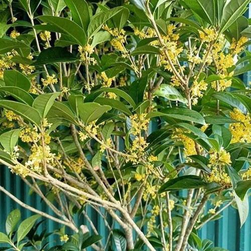 cây mộc hương - Image 2