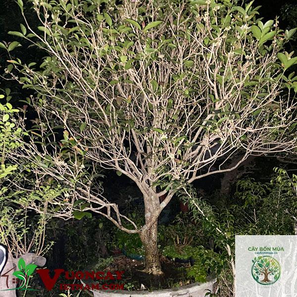 cây mộc hương - Image 3