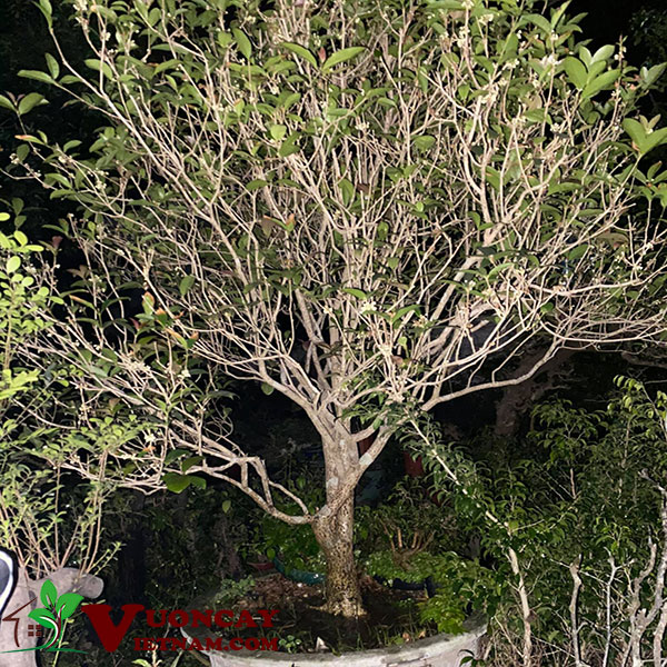 cây mộc hương - Image 5