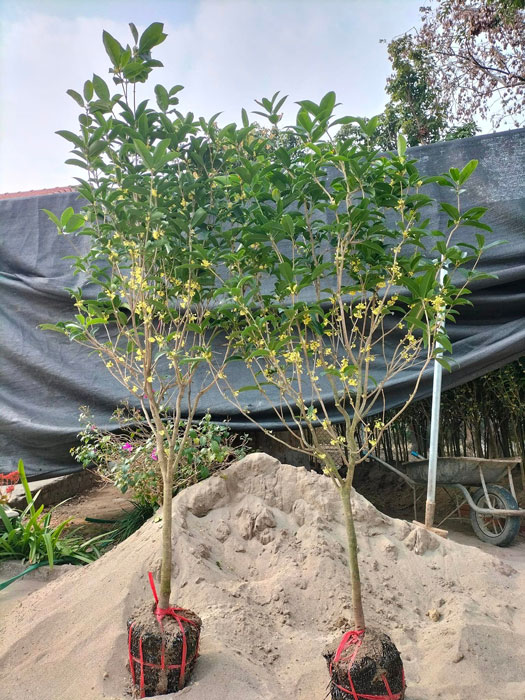 cây mộc hương