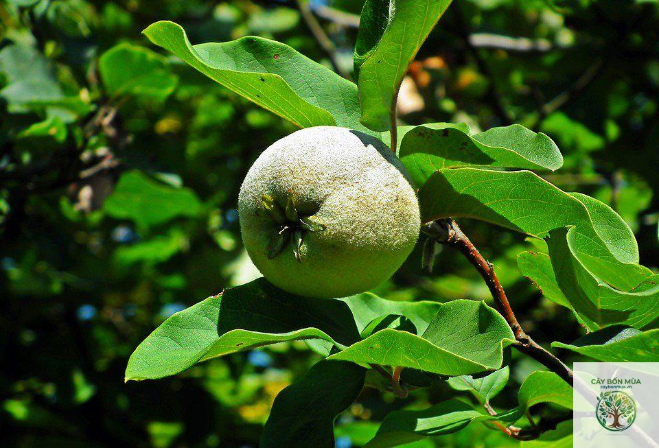 cây mộc qua