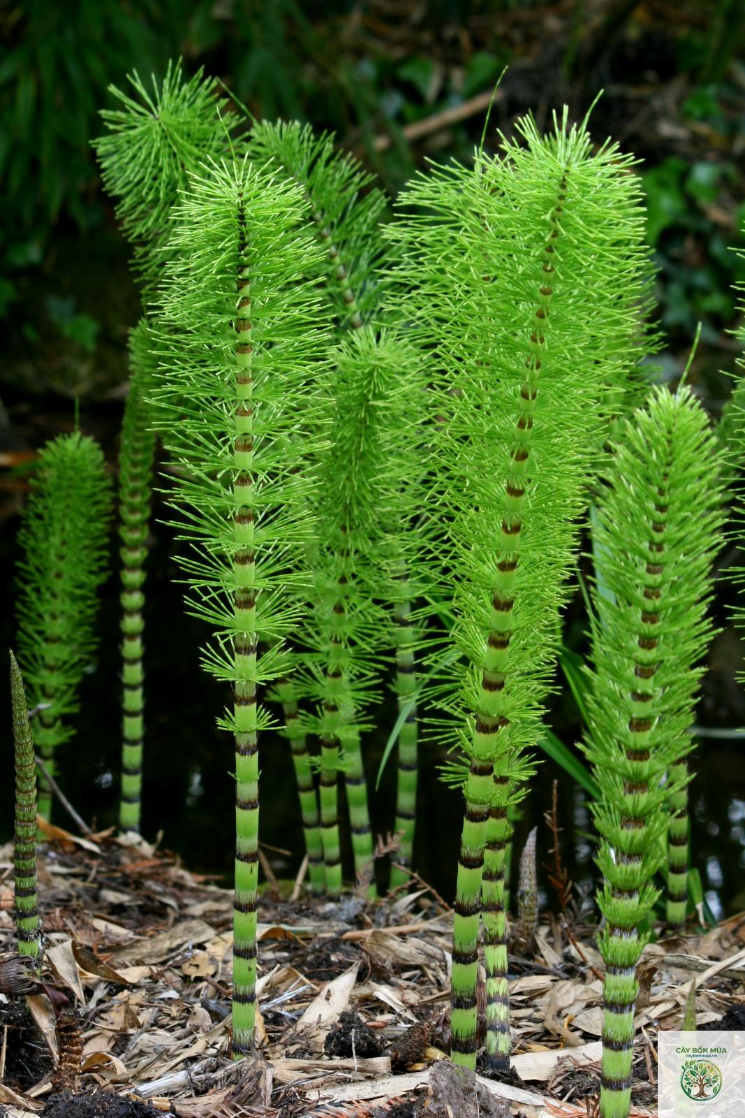 cây mộc tặc - Image 3