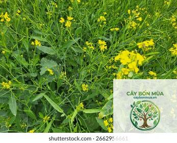cây mù tạt Ấn Độ - Image 5