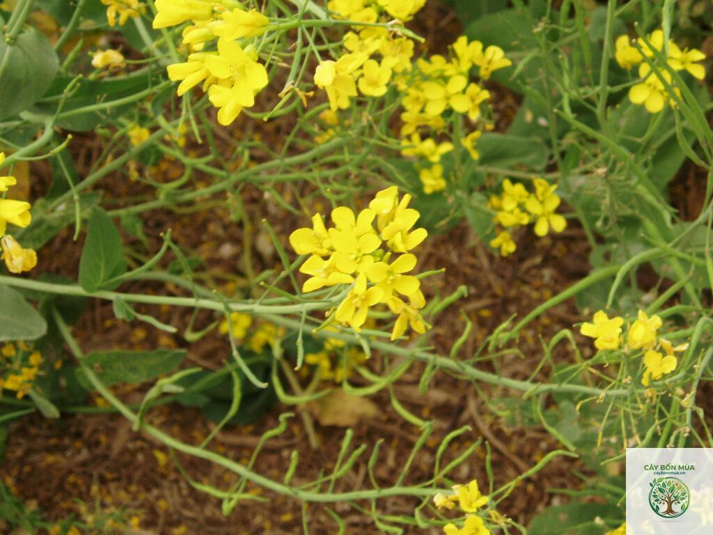 cây mù tạt nâu