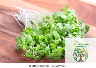 cây mù tạt trắng - Image 4