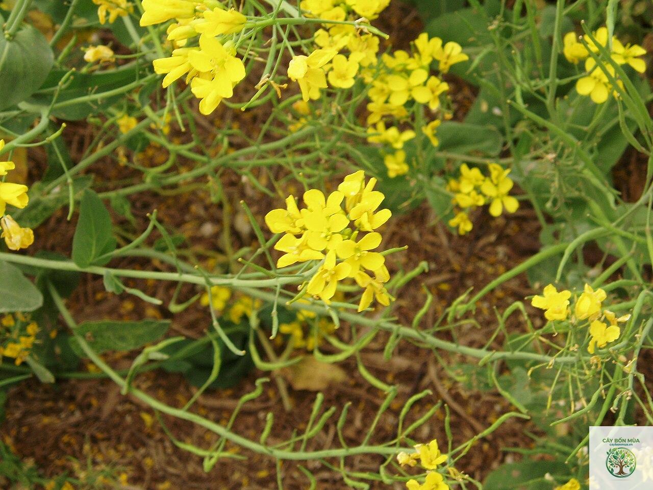 cây mù tạt vàng - Image 1